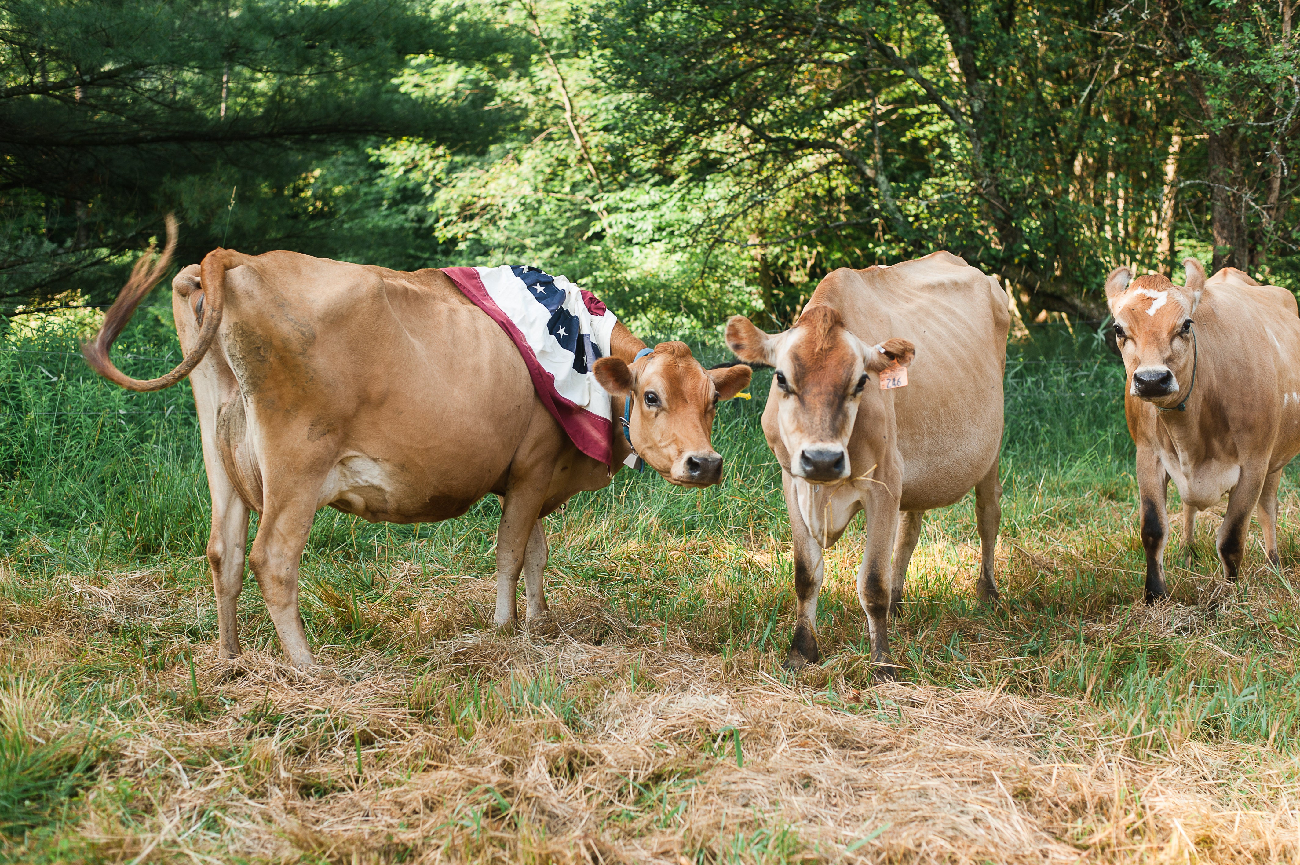 Happy Independence Day! – Lane's End Farm Creamery